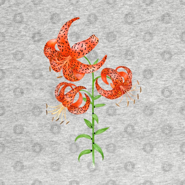 Tiger Lilies (Lilium lancifolium) by illucalliart